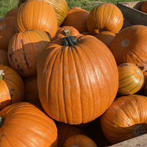 A giant orange pumpkin
