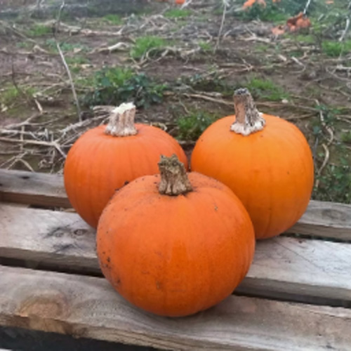 Jolly Pumpkin Small Pumpkins
