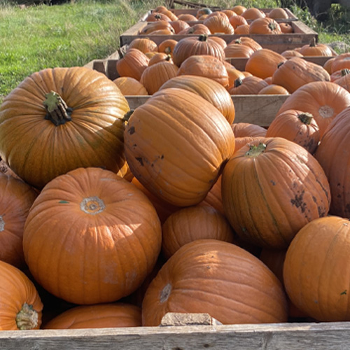 Large pumpkins