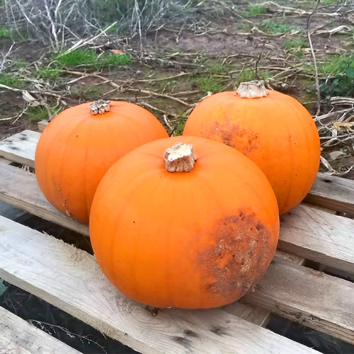 Medium pumpkins