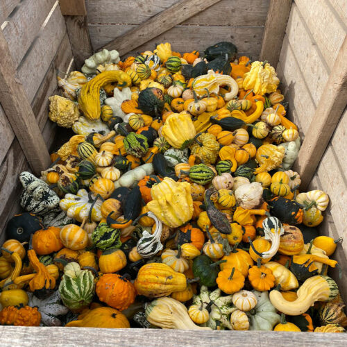 A selection of mixed gourds