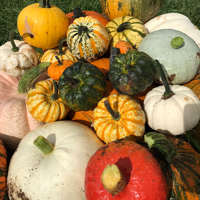 A close up of a variety of different squash