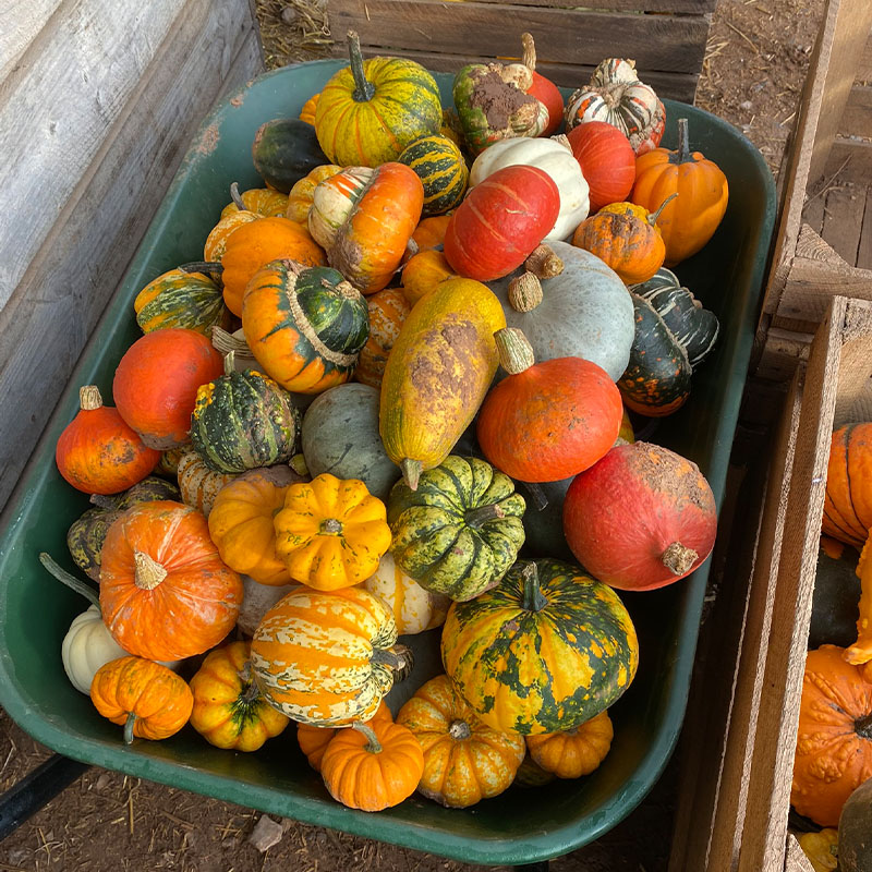 A wheelbarrow full of mixed squash with a variety of shapes, sizes and colours