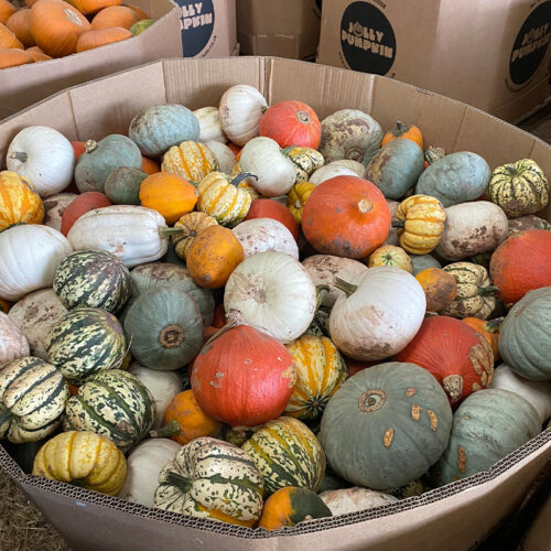 A octabin full of mixed squash with a variety of shapes, sizes and colours ready to go in the mixed squash box
