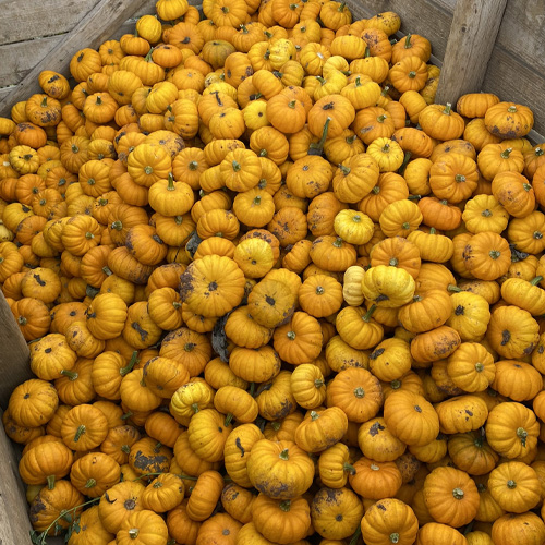 A large selection of munchkin pumpkins