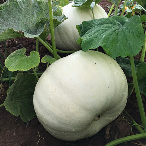 A white pumpkin